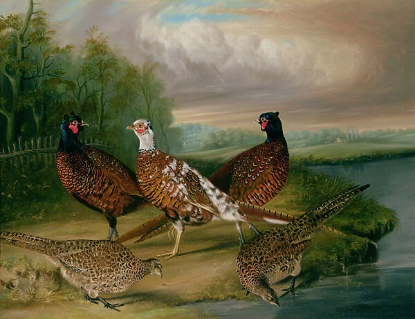 Pheasants by the River Wensum, Norfolk (oil on canvas)