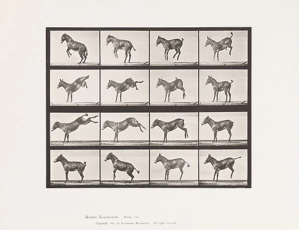 Plate 659. Mule; A, B, Bucking and Kicking; Ruth, 1885 (collotype on paper)
