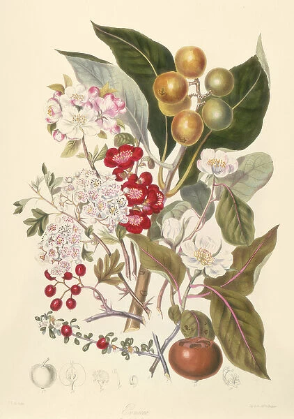 Pomaceae, the Apple Tribe (colour litho)