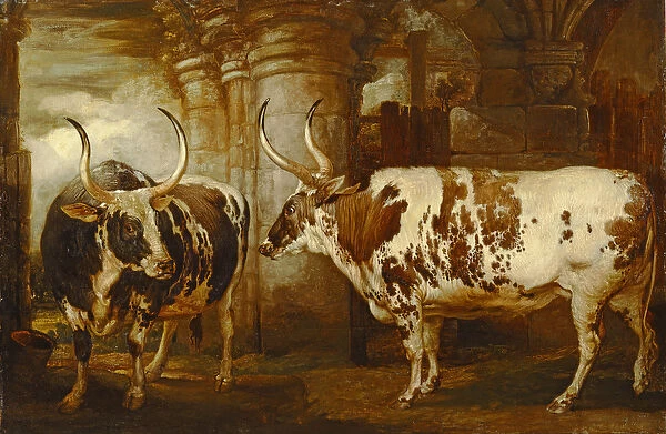 Portraits of two extraordinary oxen, the property of the Earl of Powis, 1814 (oil