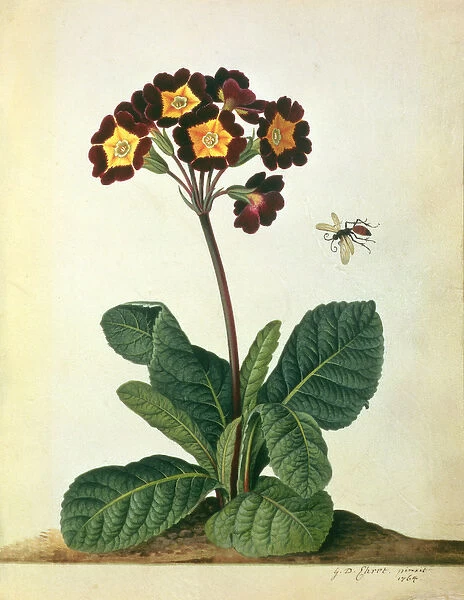 Primulaecae: a Flowering Polyanthus with a Flying Insect, 1764 (pencil