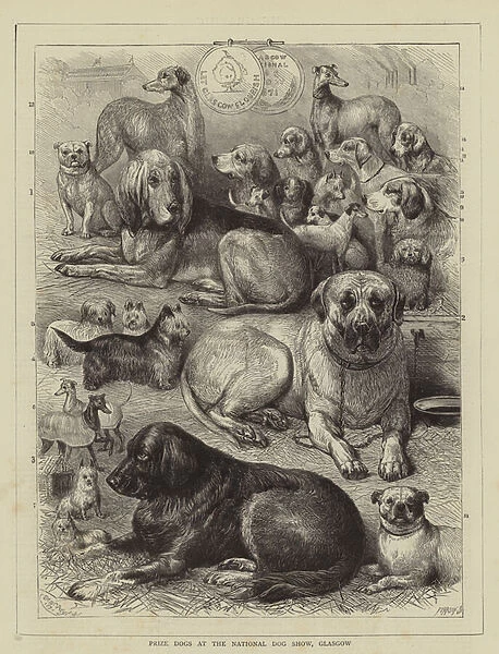 Prize Dogs at the National Dog Show, Glasgow (engraving)