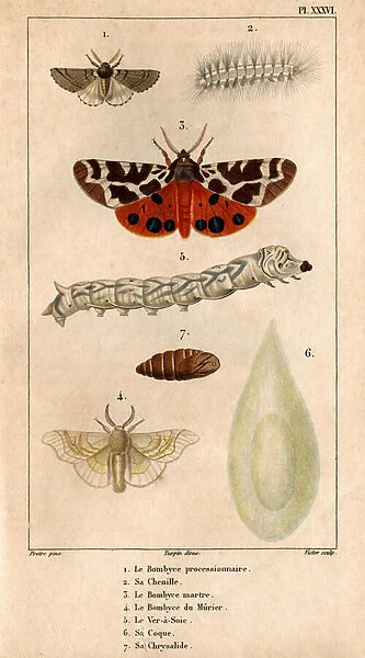 The processional Bombyce, its caterpillar, the Marten Bombyce, the Murier Bombyce, the Silk Worm, its hull, its chrysalide. in 'Fauna of the Doctors or history of animals and their products by Hippolyte Cloquet'
