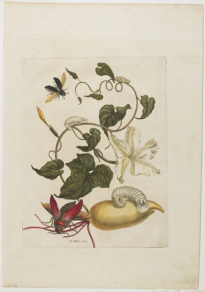 Red Beetle, White Morning Glory, 1705-71 (hand-coloured etching & engraving)