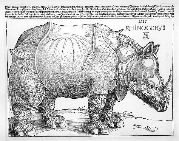 The Rhinoceros, 1515 (woodcut)