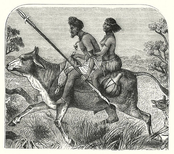 Riding an Ox in South Africa (engraving)