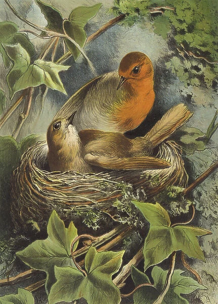 Robin and its nest (chromolitho)
