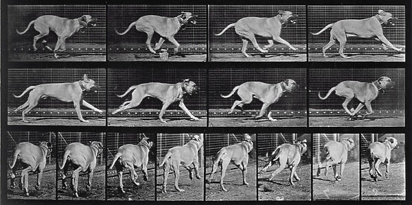 Running Dog, plate 707 from Animal Locomotion, 1887 (b  /  w photo)