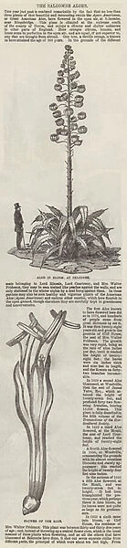 The Salcombe Aloes (engraving)