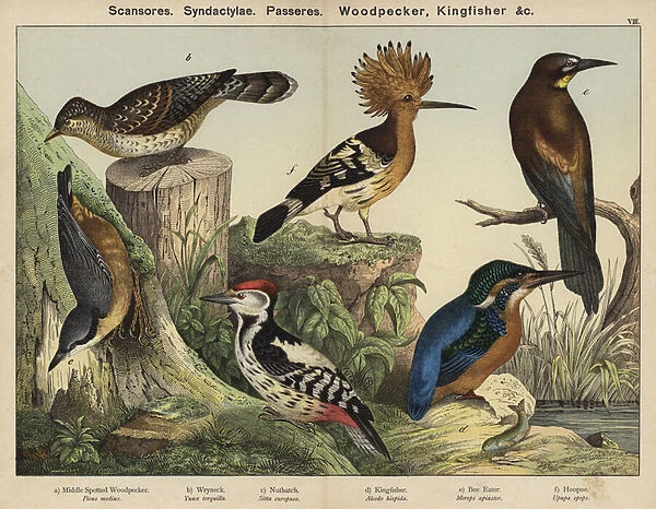 Scansores, Syndactylae, Passeres; Woodpecker, Kingfisher (colour litho)