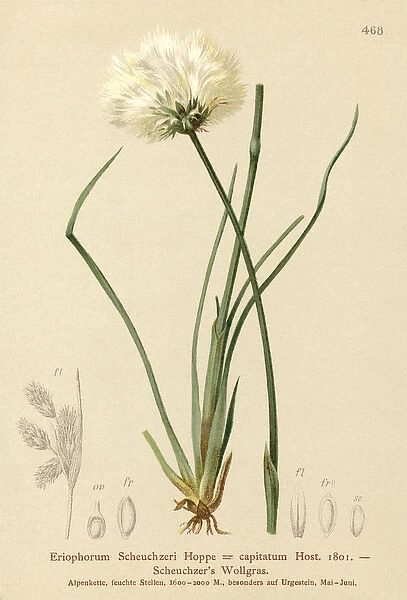 Scheuchzers Cotton-grass (Eriophorum Scheuchzeri, Eriophorum capitatum