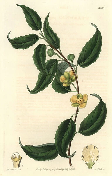 Schisandra has yellow flowers, native of Nepal - Water forte by S. Watts from an illustration by Sarah Anne Drake (1803-1857), from the Botanical Register, 1834, by Sydenham Edwards (1768-1819) - Magnolia vine
