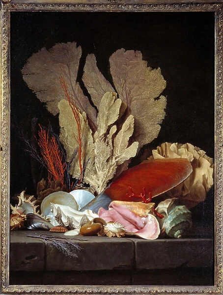 Sea Panaches Still Life with Shells. Painting by Anne Vallayer Coster (1744-1818