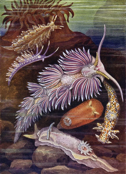 Sea Slugs (colour litho)