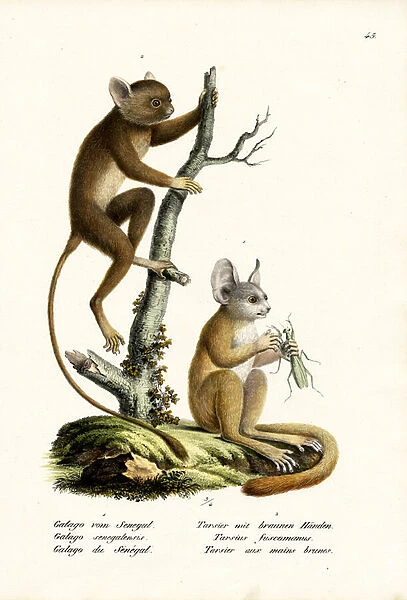 Senegal Bushbaby, 1824 (colour litho)
