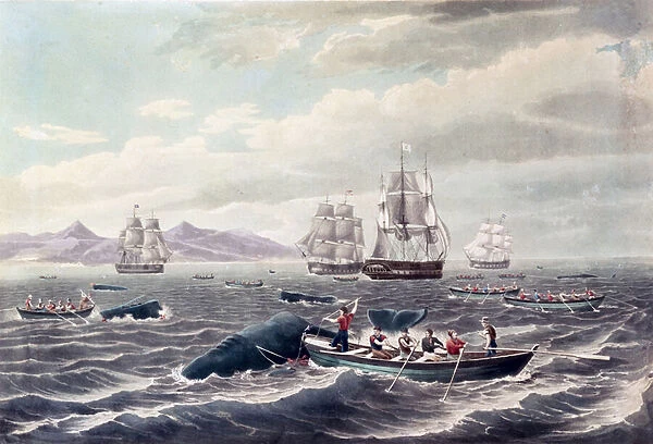 A Shoal of Sperm Whale, engraved by J. Hill, published 1838 (colour aquatint)