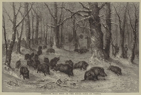 Shooting Wild Hogs in the Royal Park at Vienna (engraving)