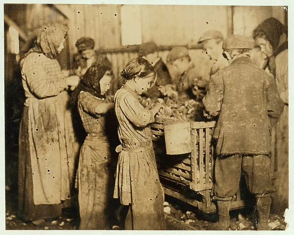 Shuckers aged about 10 opening oysters in the Varn & Platt Canning Company, Younges Island