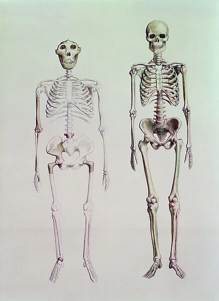 Skeletons of Australopithecus Boisei and Homo Sapiens (pencil on paper)
