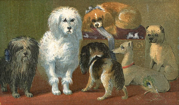 A Skye terrier, French poodle, two spaniels, Italian greyhound, and a pug dog