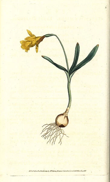 Small narcissus - Least daffodil, Narcissus pseudonarcissus subsp. minor (Narcissus minor). Handcolured copperplate engraving after a botanical illustration by James Sowerby from William Curtis The Botanical Magazine, Lambeth Marsh, London