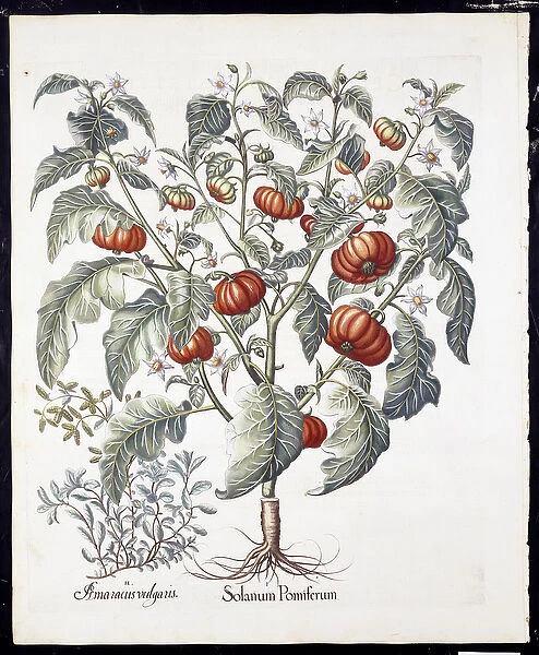 Solanum Pomiferum from Hortus Eystettensis by Basil Besler (1561-1629