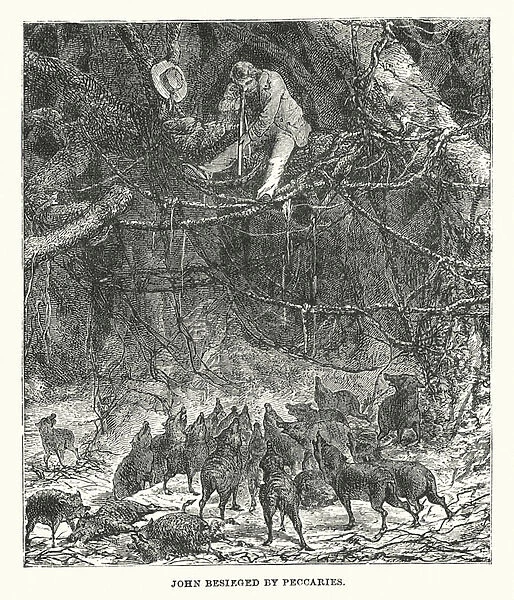 South America: John besieged by peccaries (engraving)
