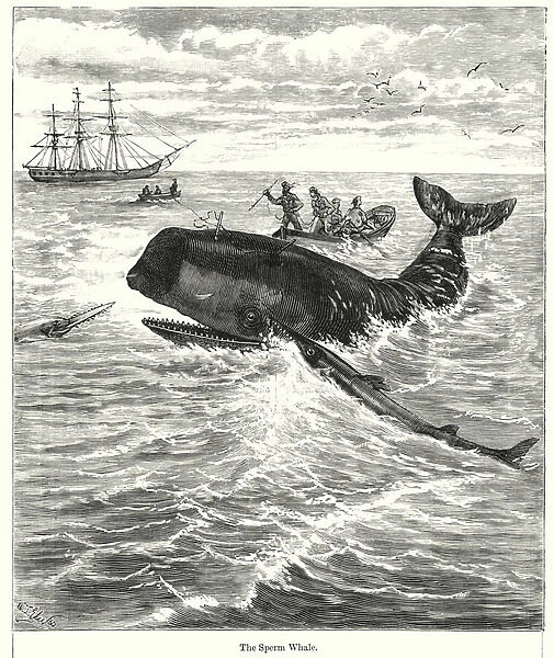 The Sperm Whale (engraving)