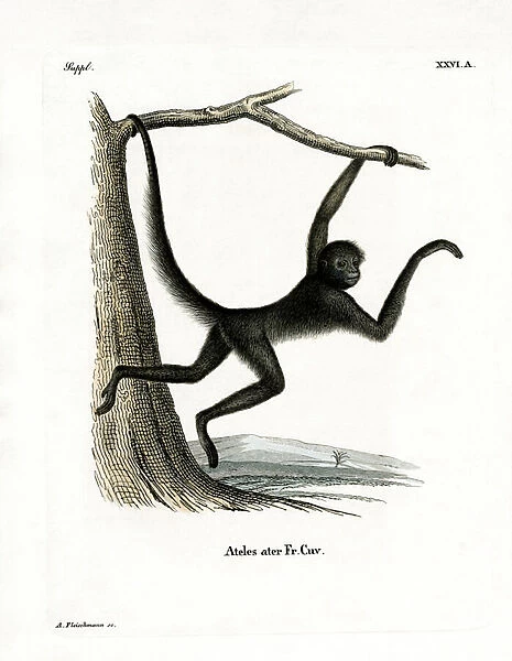 Spider Monkey (coloured engraving)