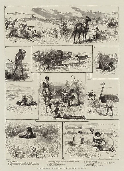Springbok Hunting in South Africa (engraving)