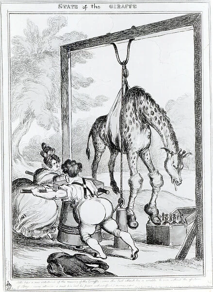 State of the Giraffe, 1829 (engraving) (b  /  w photo)