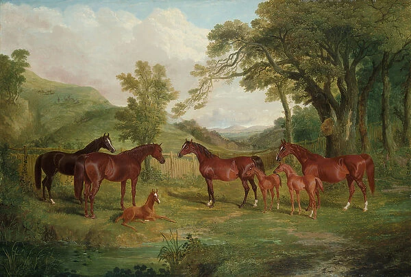 The Streatlam Stud, Mares and Foals, 1836 (oil on canvas)