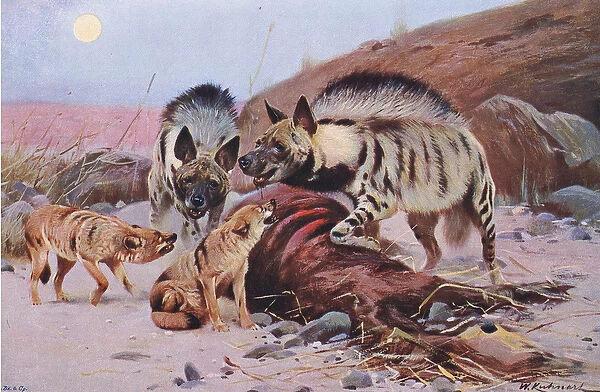 Striped Hyena and Jackal, from Wildlife of the World published by Frederick Warne & Co, c