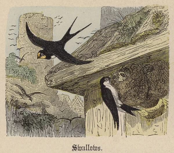 Swallows (coloured engraving)
