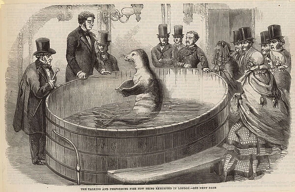 The talking and performing fish now being exhibited in London (engraving)