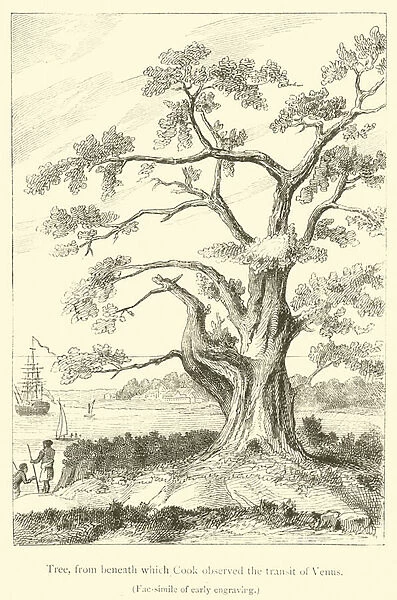 Tree, from beneath which Cook observed the transit of Venus (engraving)