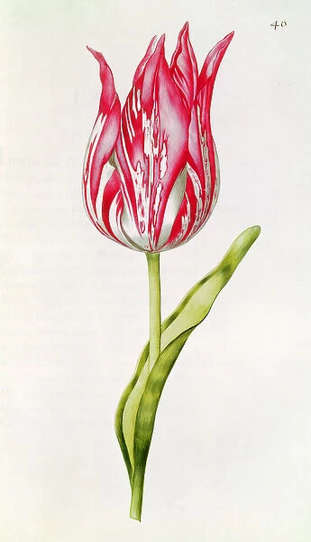 Tulip, from La Guirlande de Julie, c. 1642 (w  /  c on paper)