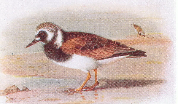 Turnstone, from Birds of the British Isles and Their Eggs published by Frederick Warne