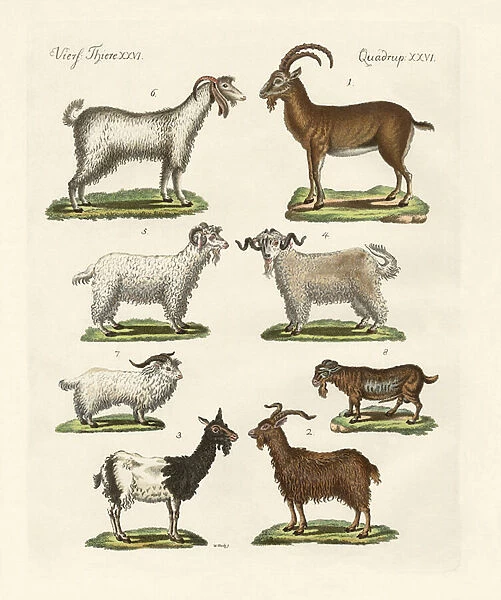 Various kinds of goats and bucks (coloured engraving)