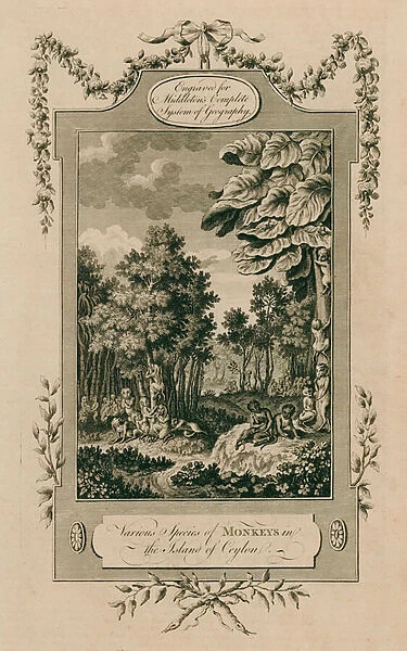 Various species of monkeys, Ceylon (engraving)