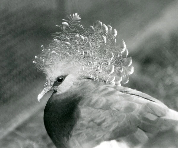 A Victoria Crowned Pigeon at London Zoo in September 1927 (b  /  w photo)
