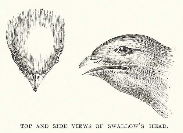 Top and side views of swallows head (engraving)