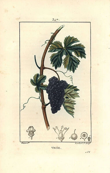 Vine - Grape vine, Vitis vinifera, with fruit, leaf, tendril and stem. Handcoloured stipple copperplate engraving by Lambert Junior from a drawing by Pierre Jean-Francois Turpin from Chaumeton