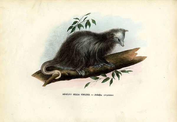 Virginia Opossum, 1863-79 (colour litho)