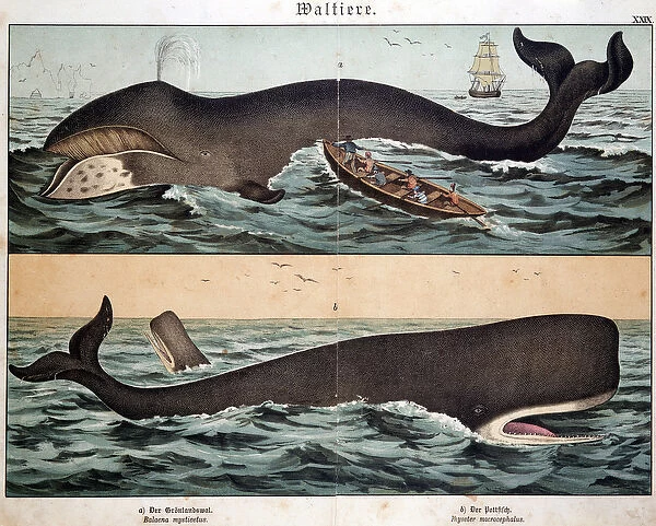 Whale, in 'Natural History of Mammals', ed. Schreiber, Munich, 1886