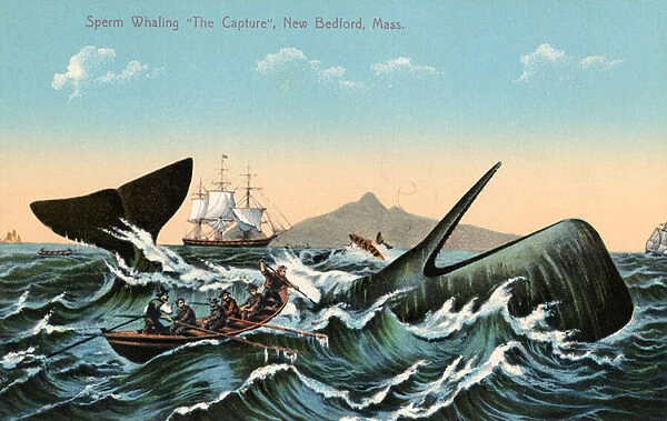 Whalers Harpooning a Sperm Whale Off New Bedford, Massachusetts, 1910 (screen print)