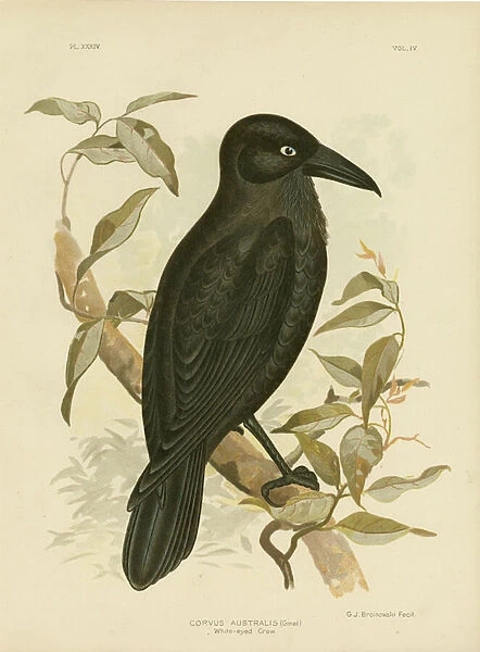 White-Eyed Crow Or Australian Raven, 1891 (colour litho)