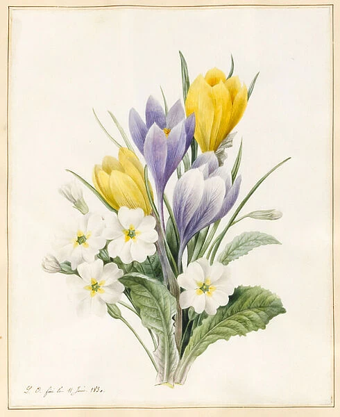 White Primroses and Early Hybrid Crocuses, 1830 (w  /  c with some bodycolour on vellum)