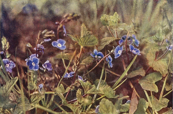 Wild flowers: Germander Speedwell (colour photo)