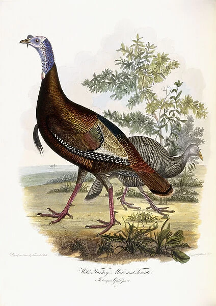 Wild Turkey, Male and Female, 1808-1814 (hand-coloured engraving)